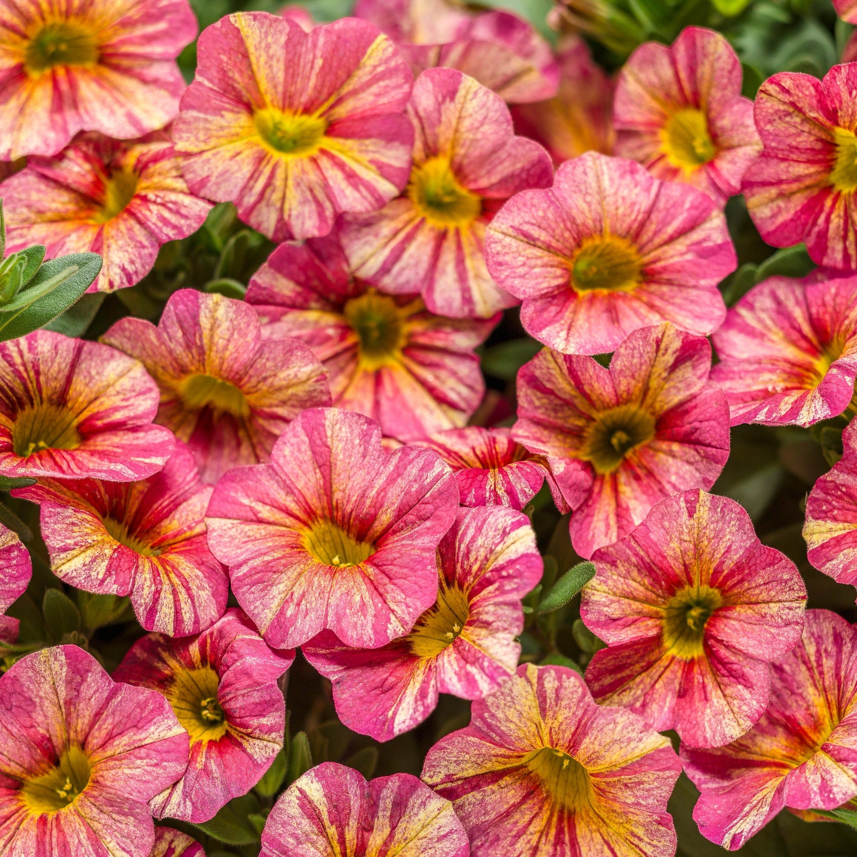 4.25 in. Eco+Grande, Superbells Tropical Sunrise (Calibrachoa) Live Plant, Pink, Yellow, and Red-Streaked Flowers 4-Pack