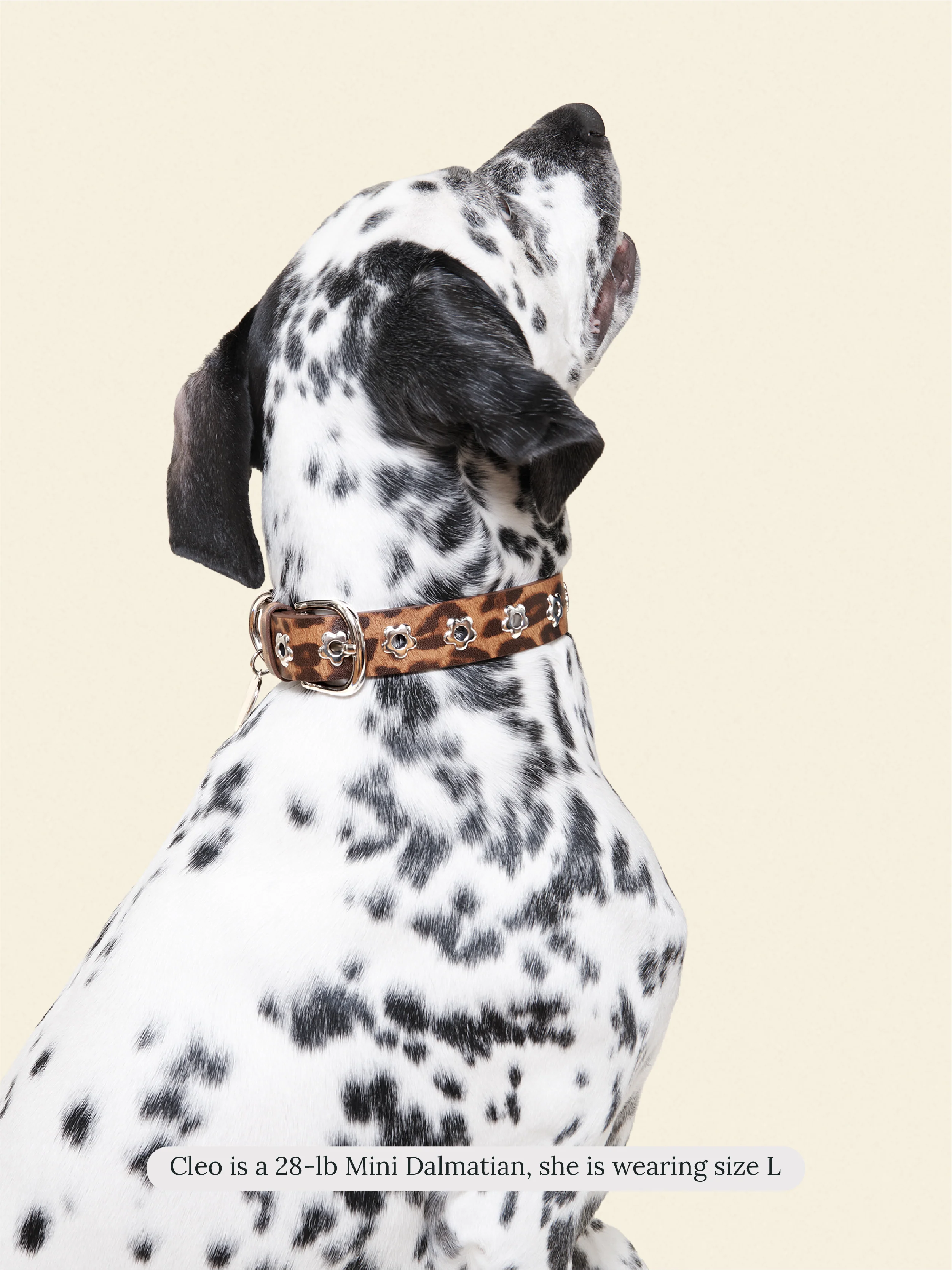 Cougar - Flower Power Collar