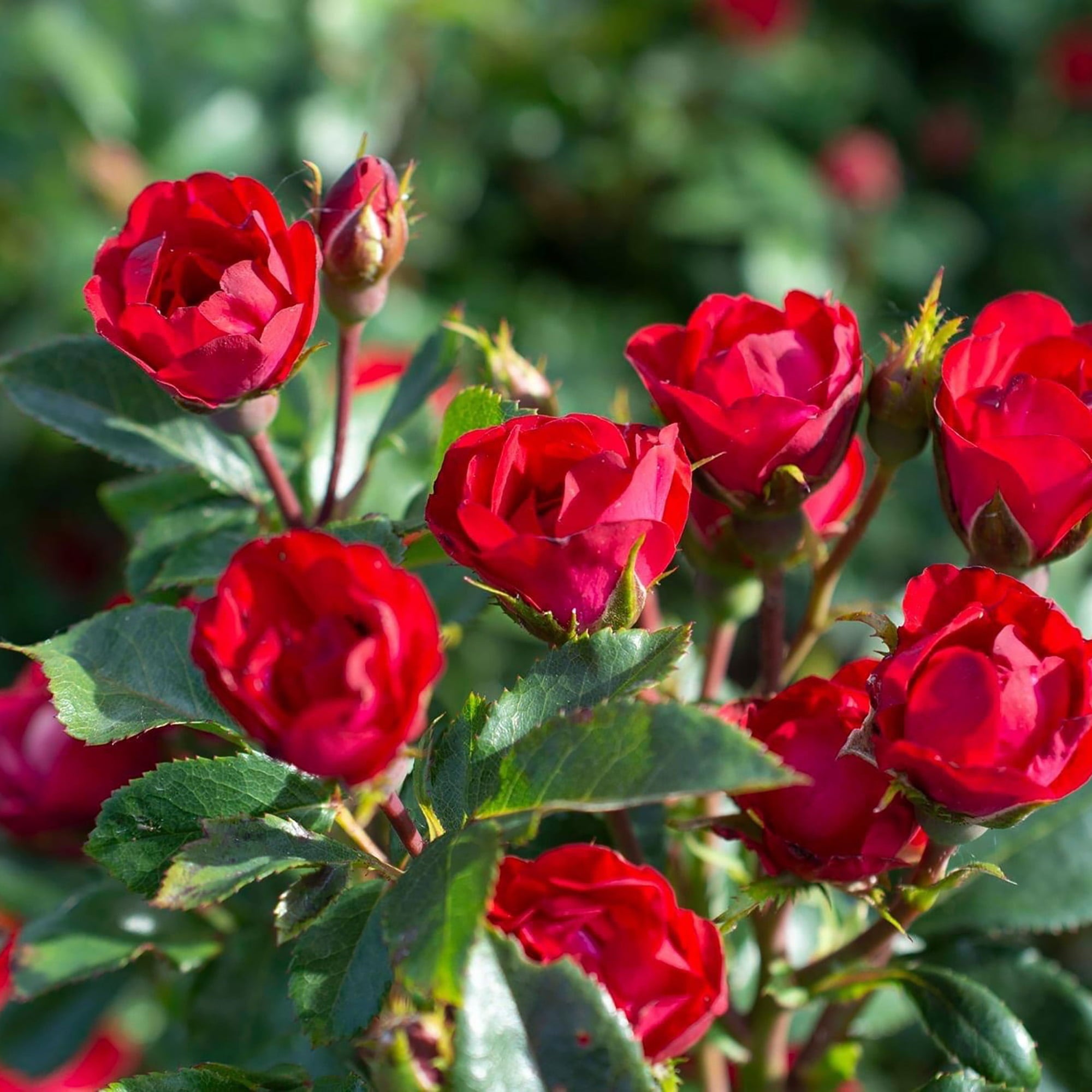 The Petite Knock Out Rose Plant with Fire Engine Red, Non Fading Blooms (2 Quart)