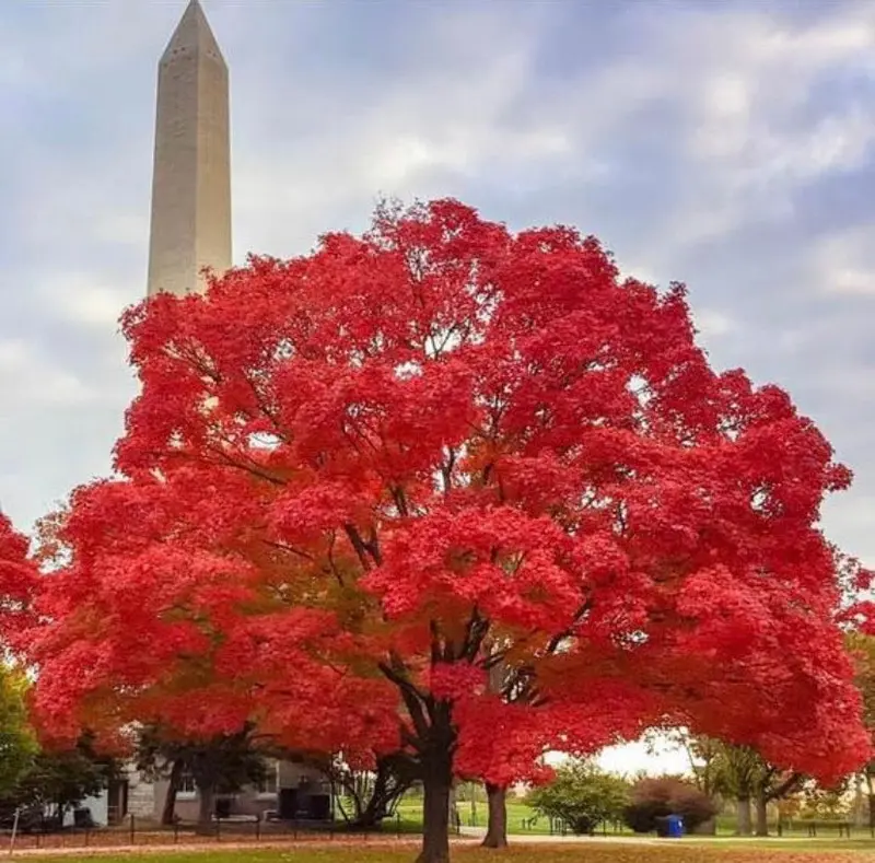 Red Maple – Adaptable Native Tree with Early Spring Flowers