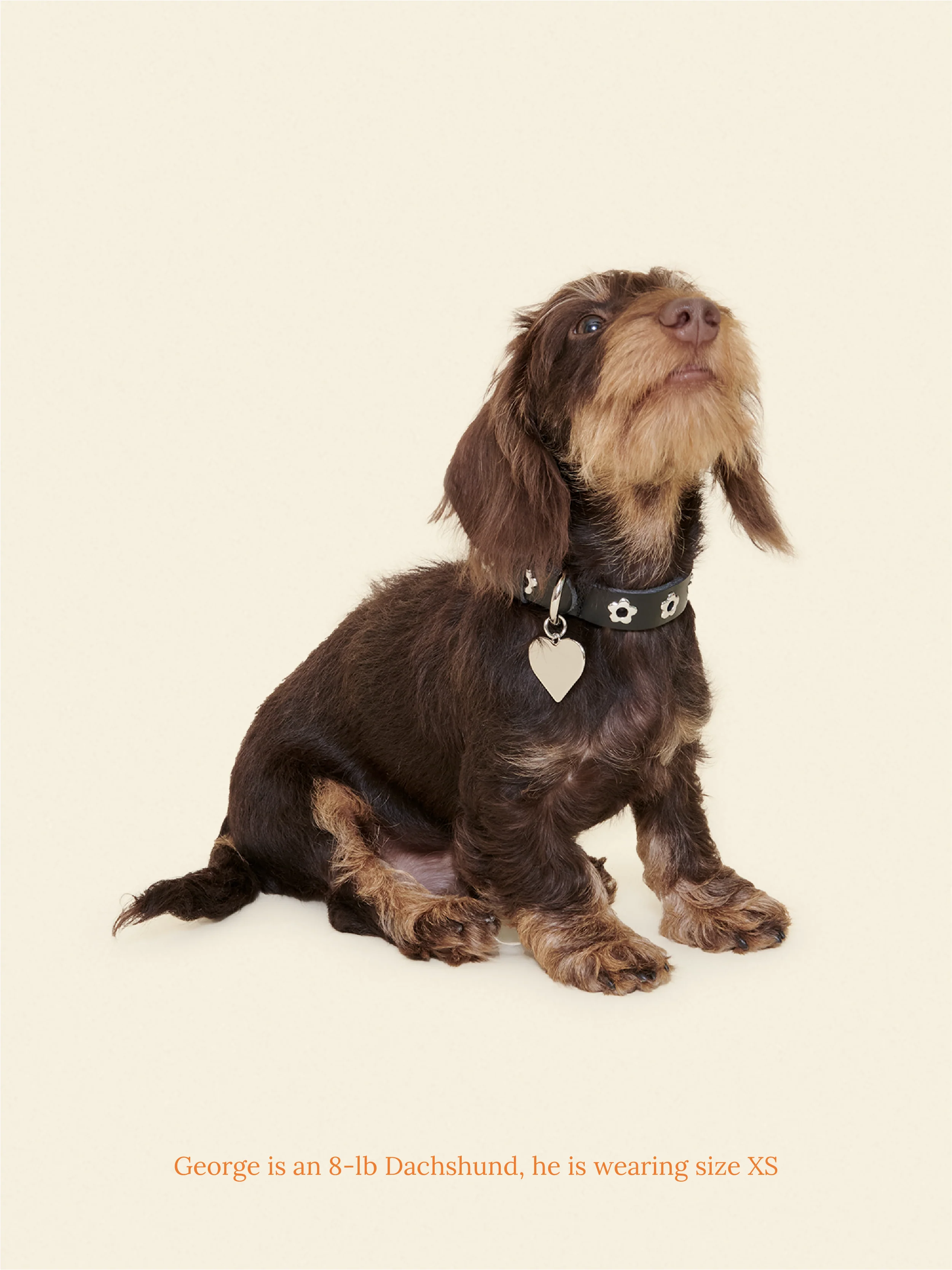 Midnight - Flower Power Collar