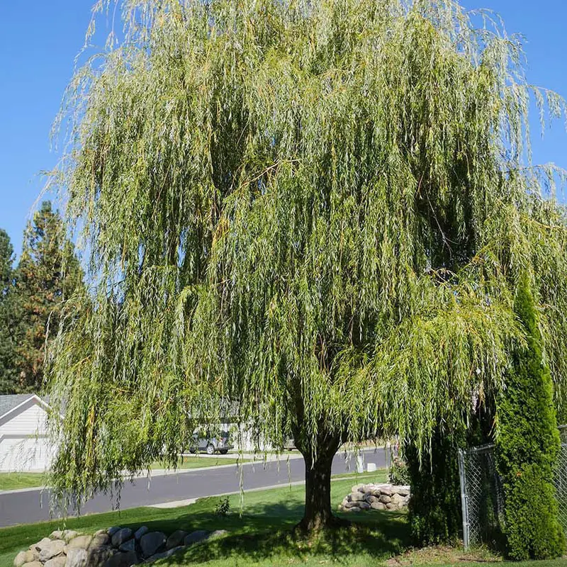 Weeping Willow – Graceful Shade Tree with Cascading Branches