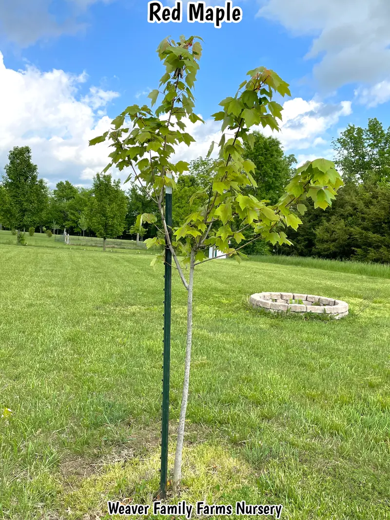 Red Maple – Adaptable Native Tree with Early Spring Flowers