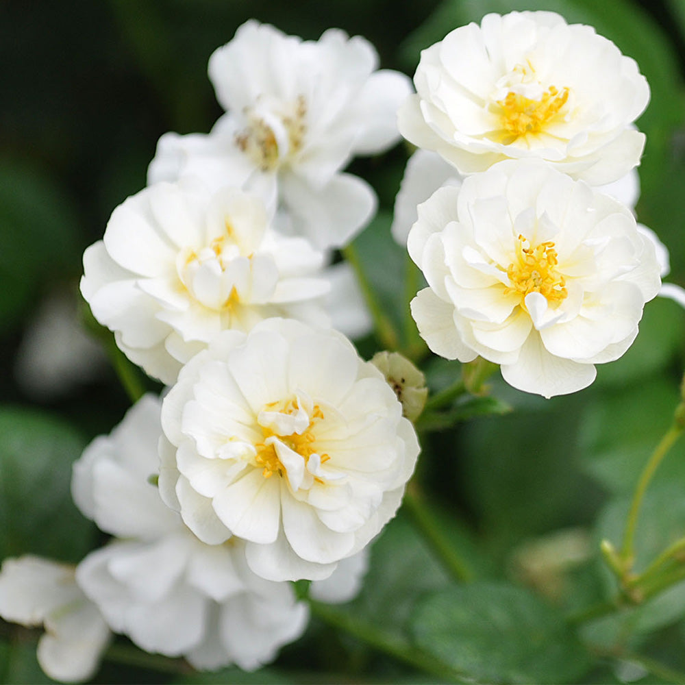 Heirloom Roses White Rose Bush – Cassie Shrub Rose Plant – Live Plants For Garden