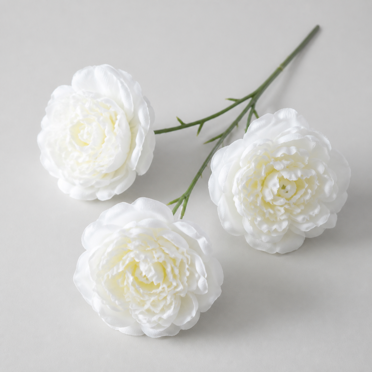 White daisies