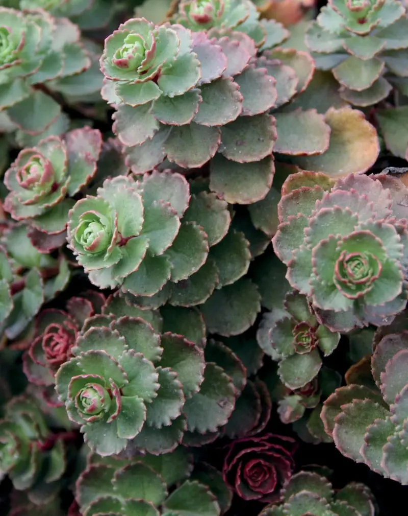 Sedum ‘Dragon’s Blood’ Stonecrop – Succulent Ground Cover with Ruby-Red Foliage and Pink Flowers