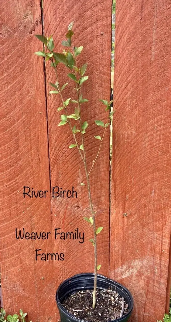 River Birch – Clump-Forming Native Tree with Exfoliating Bark
