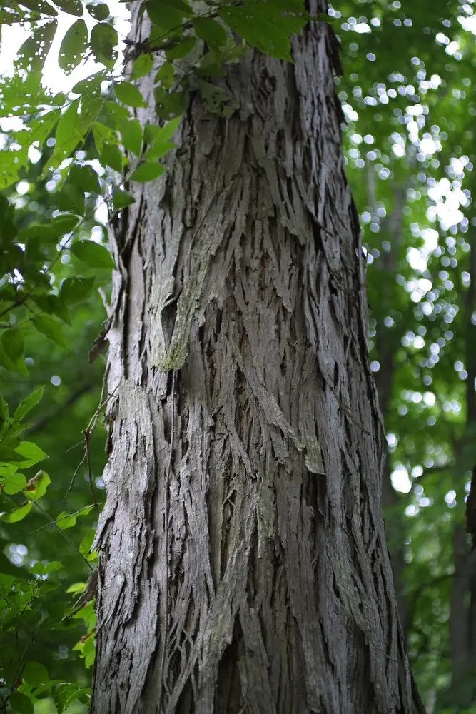 Shellbark Hickory – Large-Nut Producing Hardwood Tree