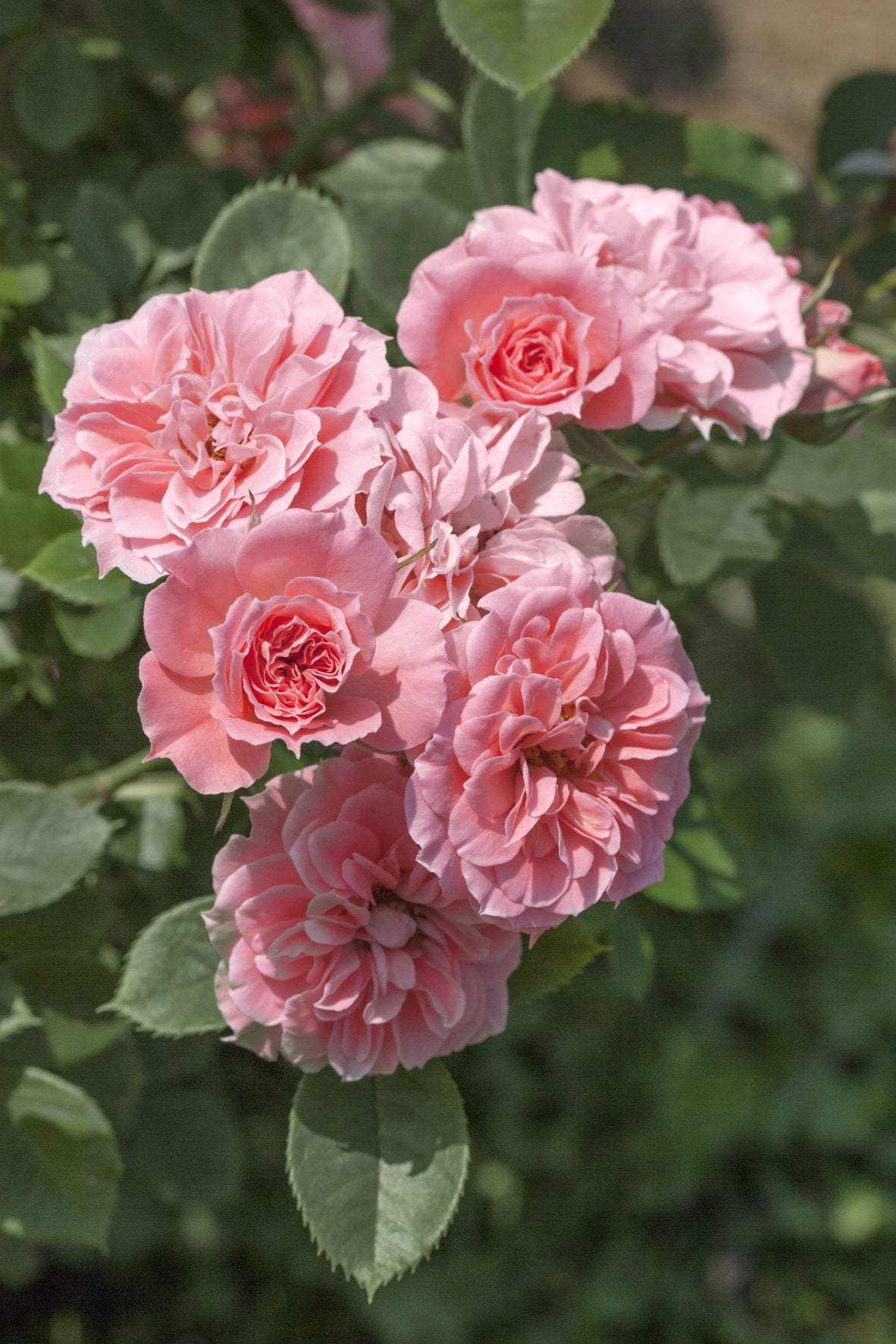Bareroot Sunblaze? Sweet Miniature Rose with Light Pink Flowers - Live Plants - 2 Piece