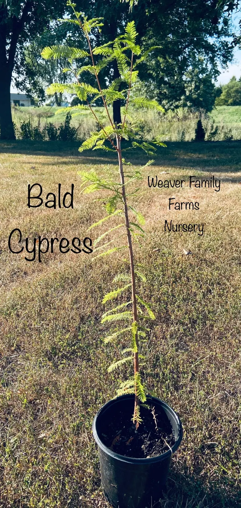 Shumard Oak – Drought-Tolerant Red Oak with Stunning Fall Hue
