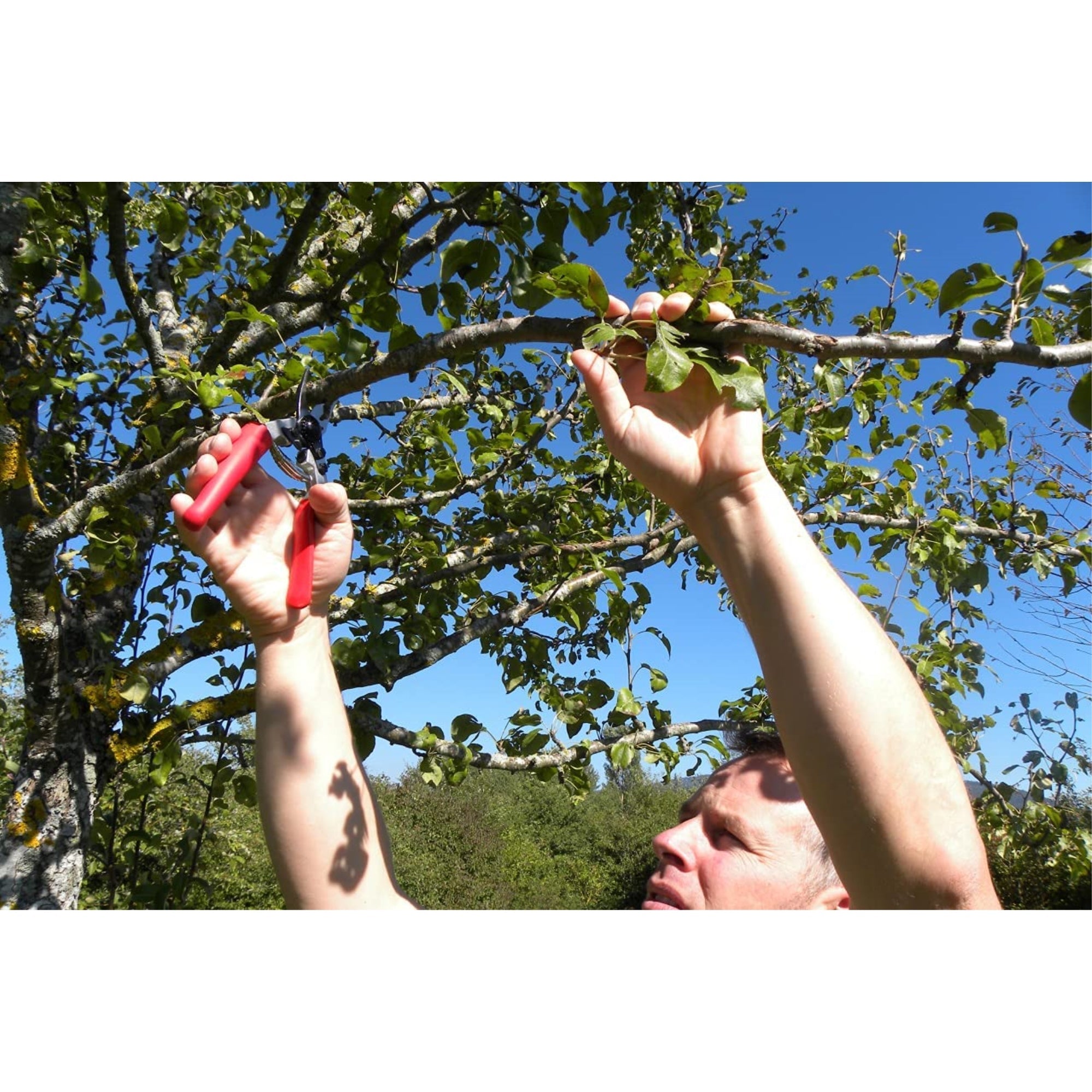 Felco Pruning Shears (F 12) – High Performance Swiss Made One-Hand Garden Pruner with Steel Blade