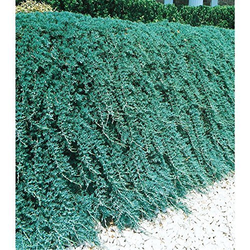 Blue Rug Juniper Qty 10 Live 2