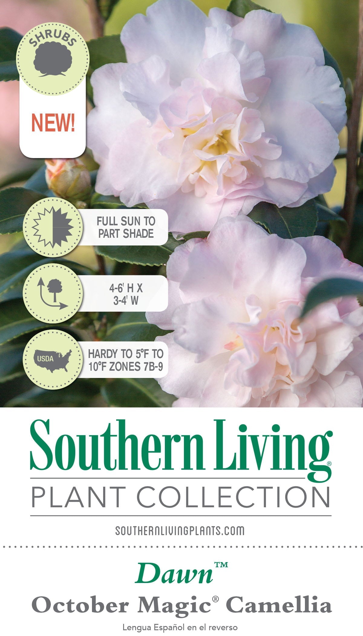 October Magic Dawn Camellia (2 Gallon) Flowering Evergreen Shrub with Pink and White Blooms – Full Sun to Part Shade Live Outdoor Plant – Southern Living Plant Collection