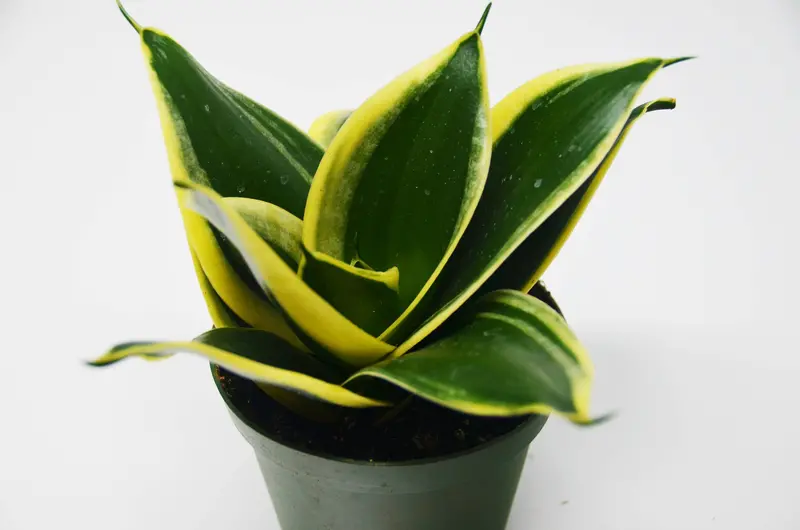 Snake Plant in Pot (Sansevieria) ‘Black Gold’ / 4