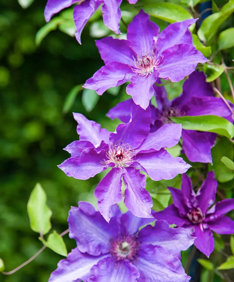 The President Clematis Vine – Deep Purple – 2.5