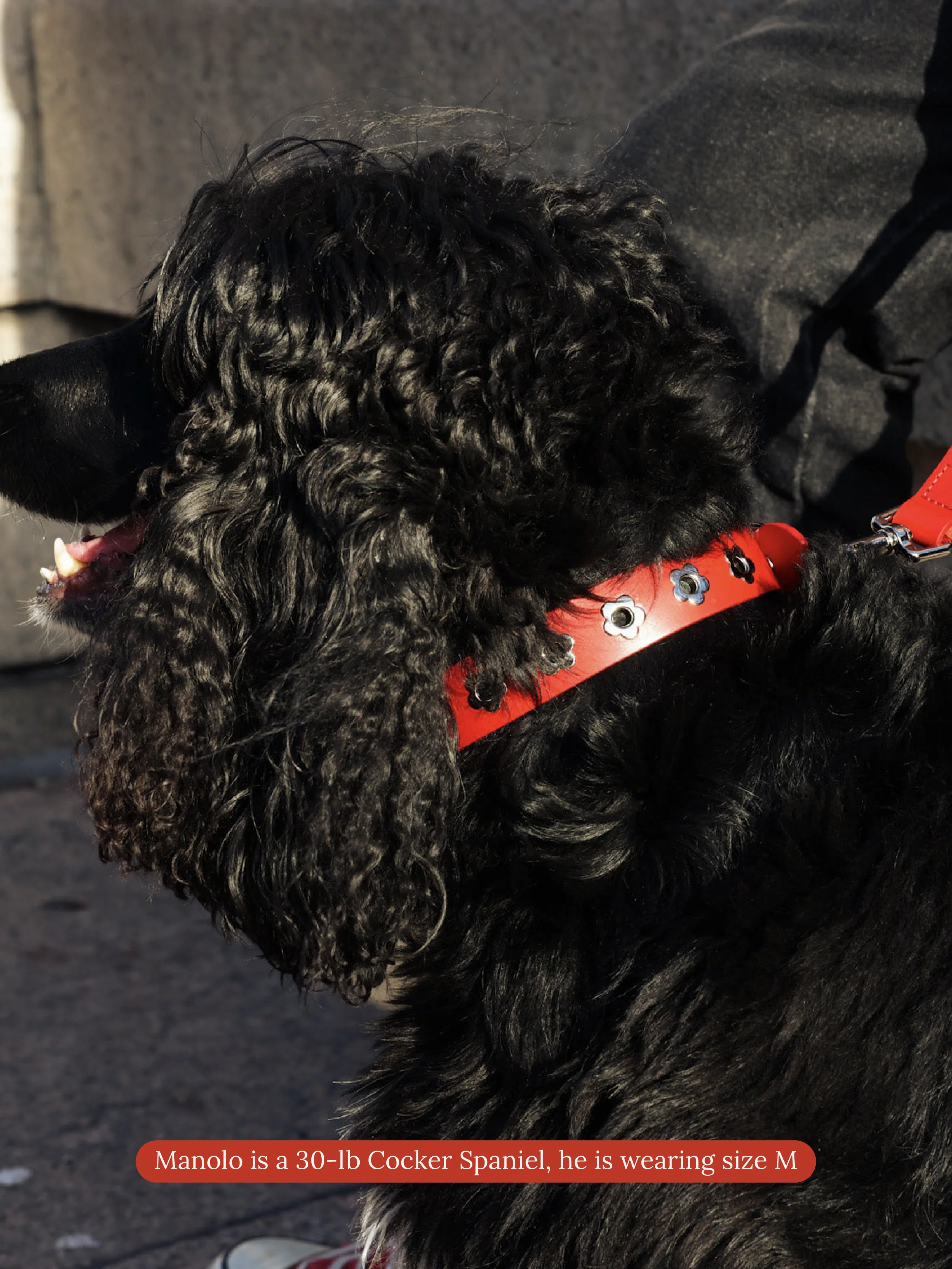 Ruby - Flower Power Collar
