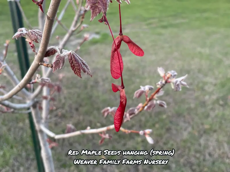 Red Maple – Adaptable Native Tree with Early Spring Flowers