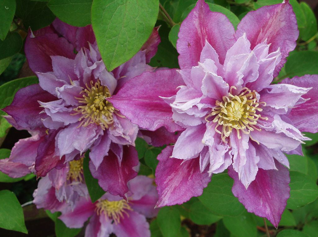 Piilu Clematis Vine – Heaviest Blooming Clematis – 2.5