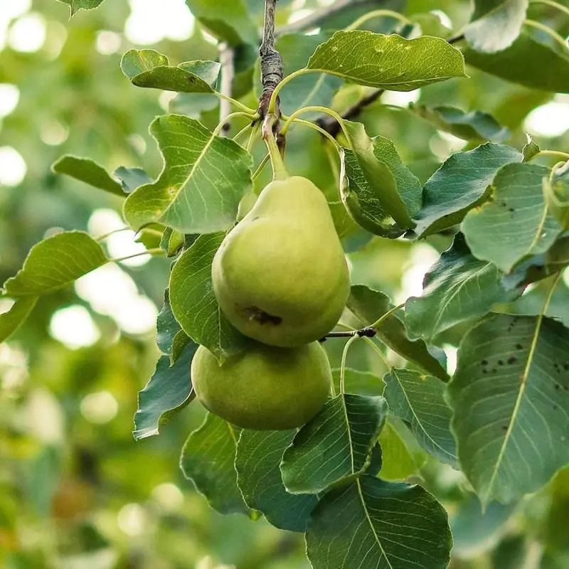 Sweetgum Tree – Star-Shaped Leaves & Spiky Fruit Ball Tree