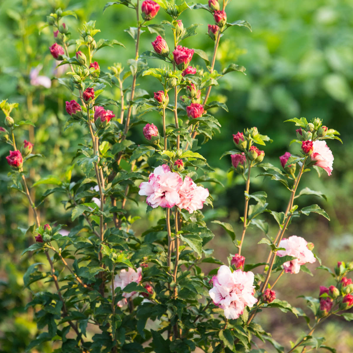 Strawberry Smoothie Rose of Sharon Althea Deciduous Flowering Shrub, grown in a 2.25 Gallon Pot (1-Pack)