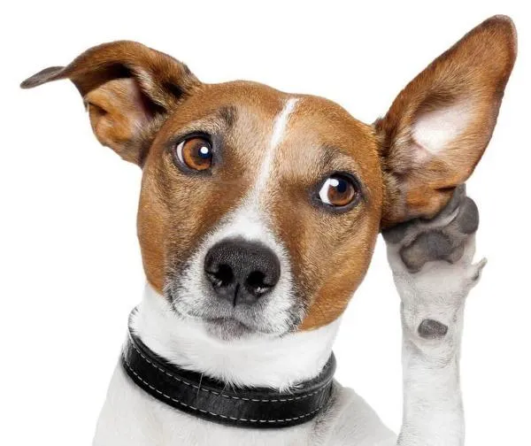 Pet Ear Powder