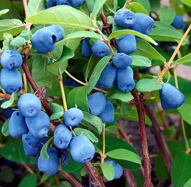 Tundra Haskap Bush – Early-Season Honeyberry Variety