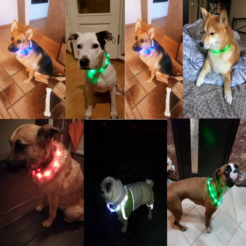Pet Collar USB Rechargeable Night Safety Illuminated Dog Adjustable Silicone LED Collar
