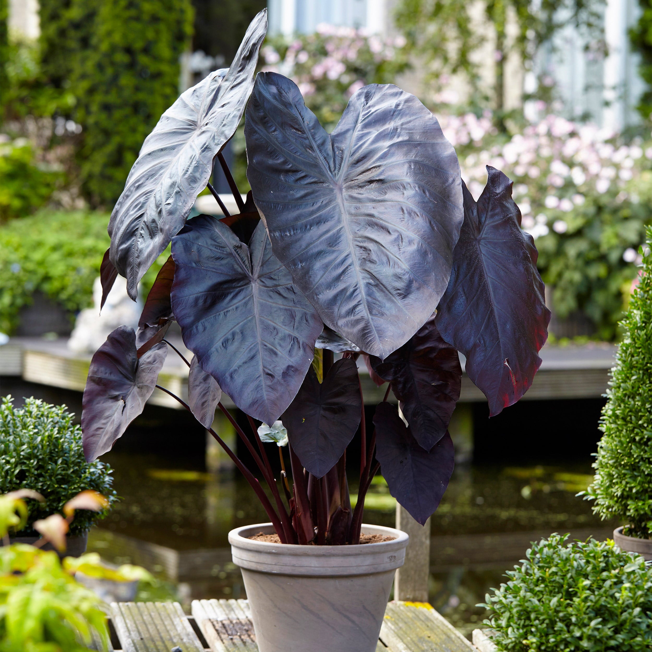 Garden State Bulb Black Magic Taro Elephant Ear Bulbs, 7/9 inches (Bag of 1)