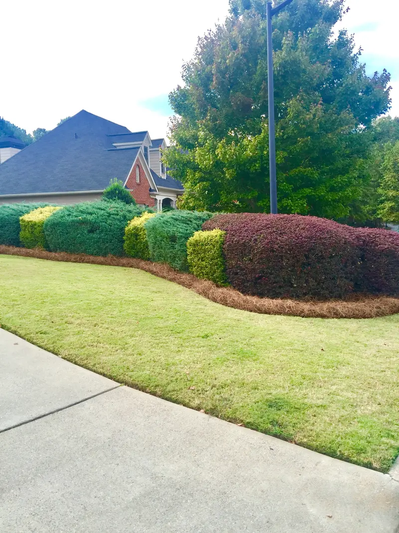Premium Long-Needle Pine Straw Mulch – Covers 300 Square Feet, Natural Weed Suppression