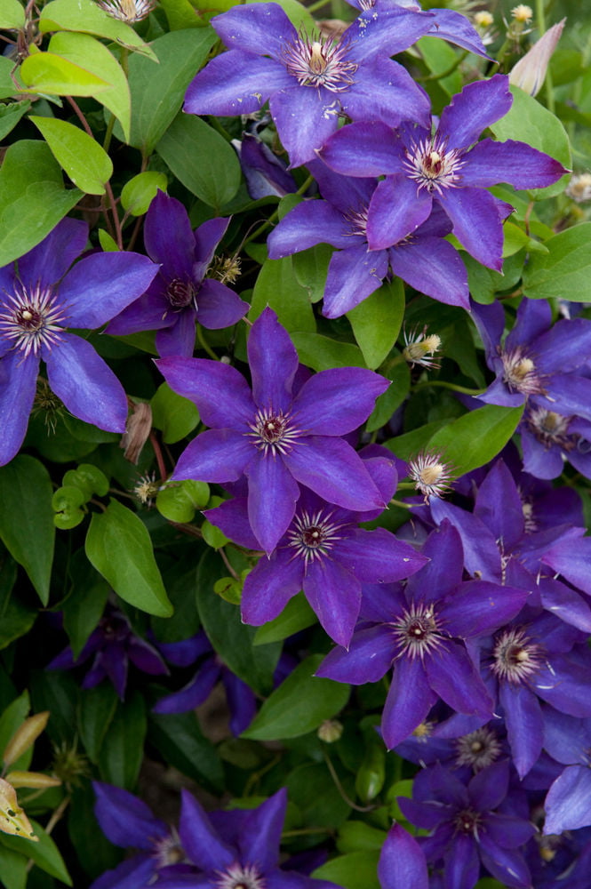 The President Clematis Vine – Deep Purple – 2.5