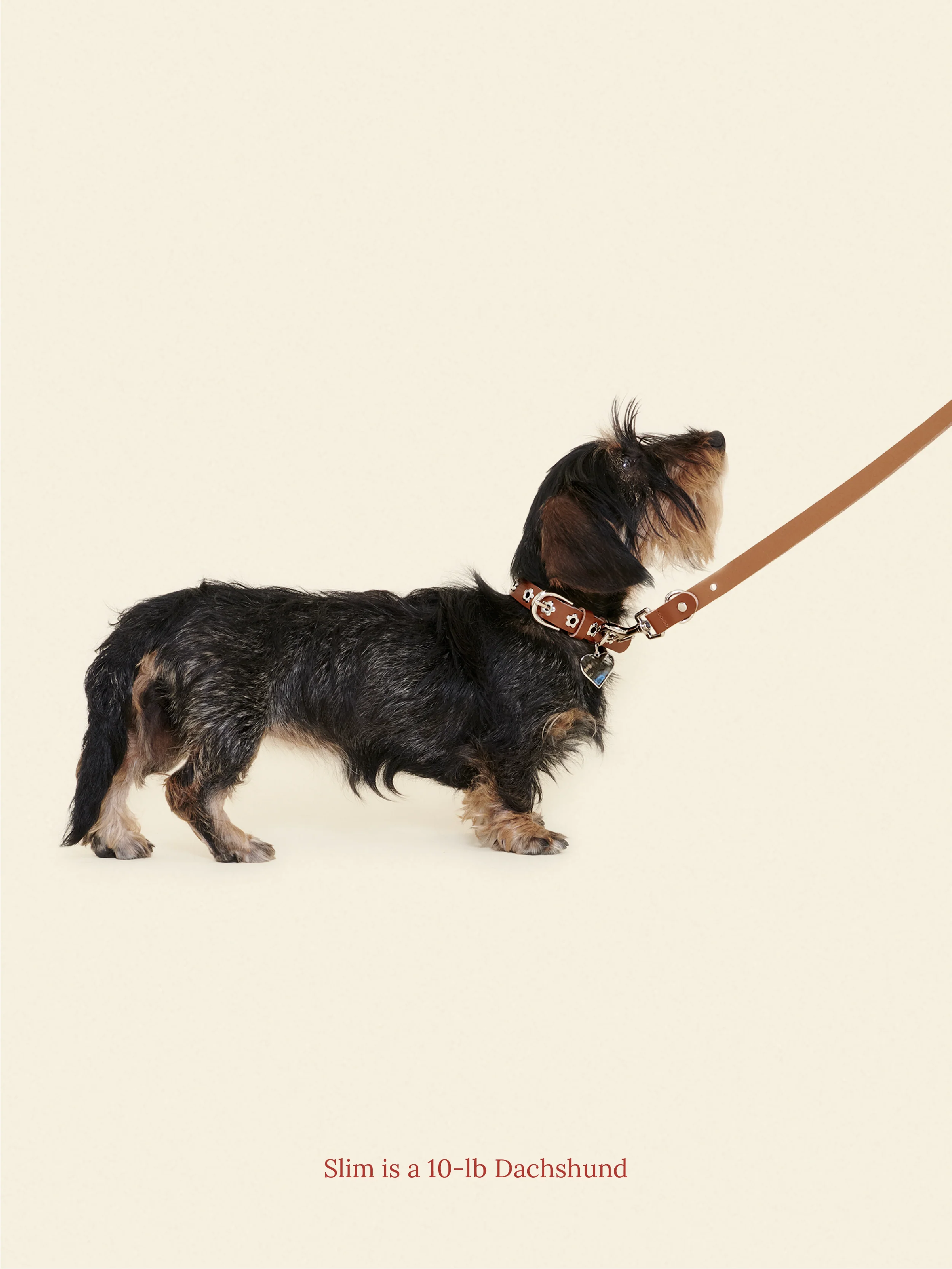 Hazel - Flower Power Leash