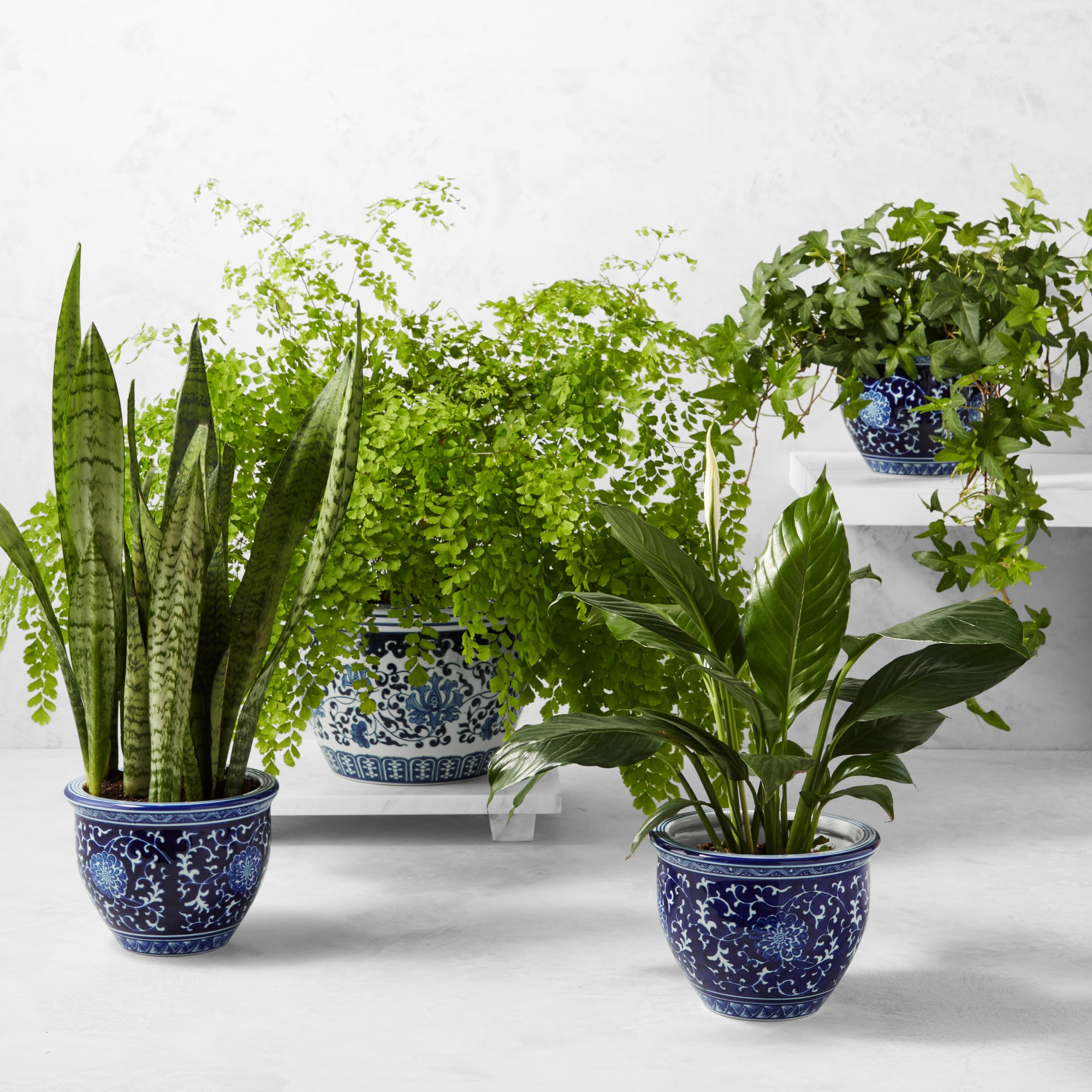 Live Spathaphylum Peace Lily House Plant, 12