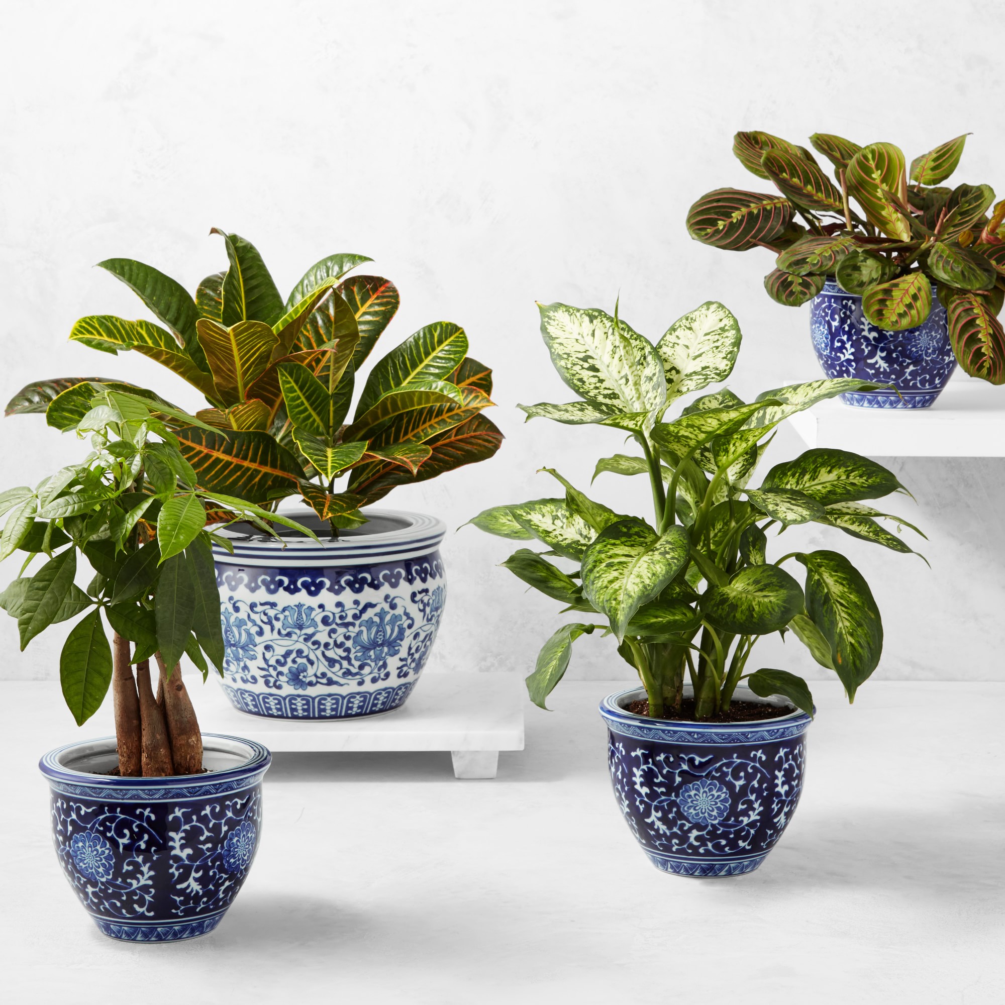 Live Dieffenbachia House Plant, 16