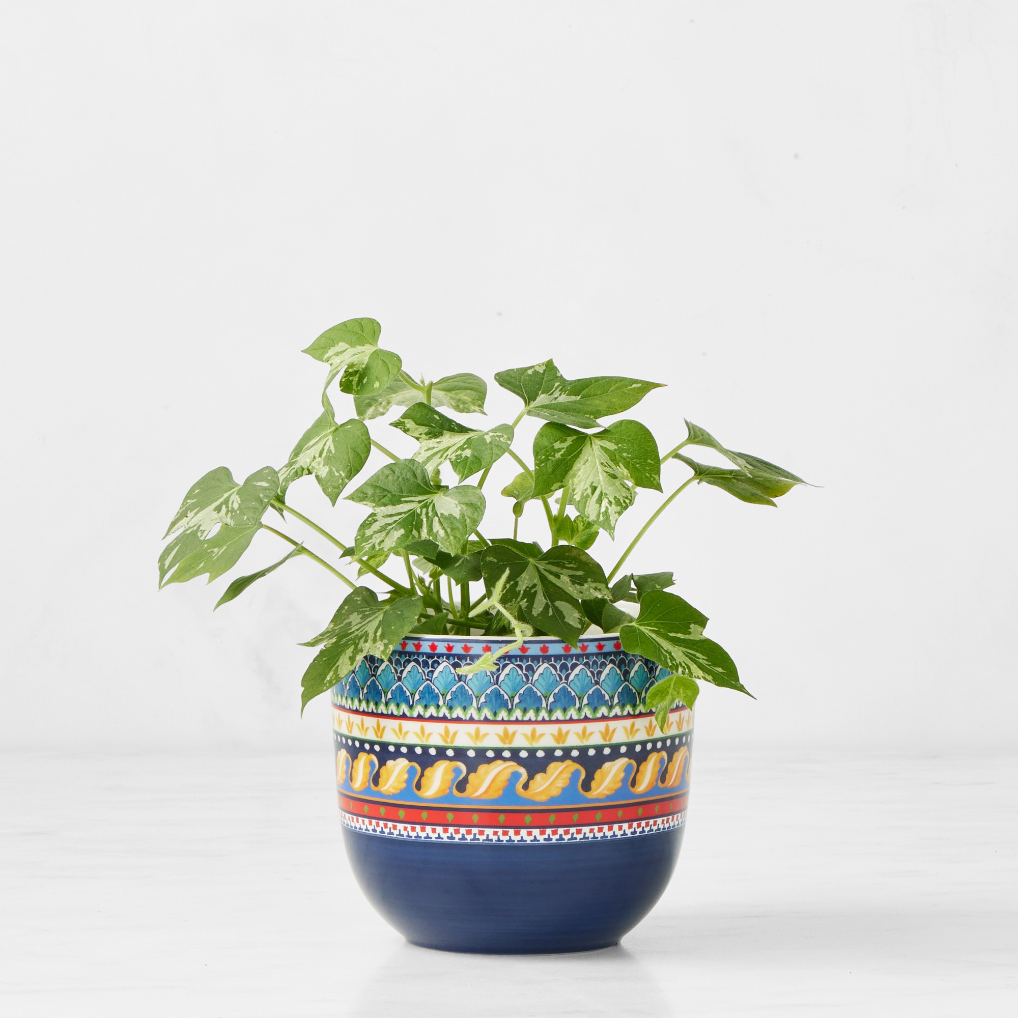 Sicily Cache Pot Collection