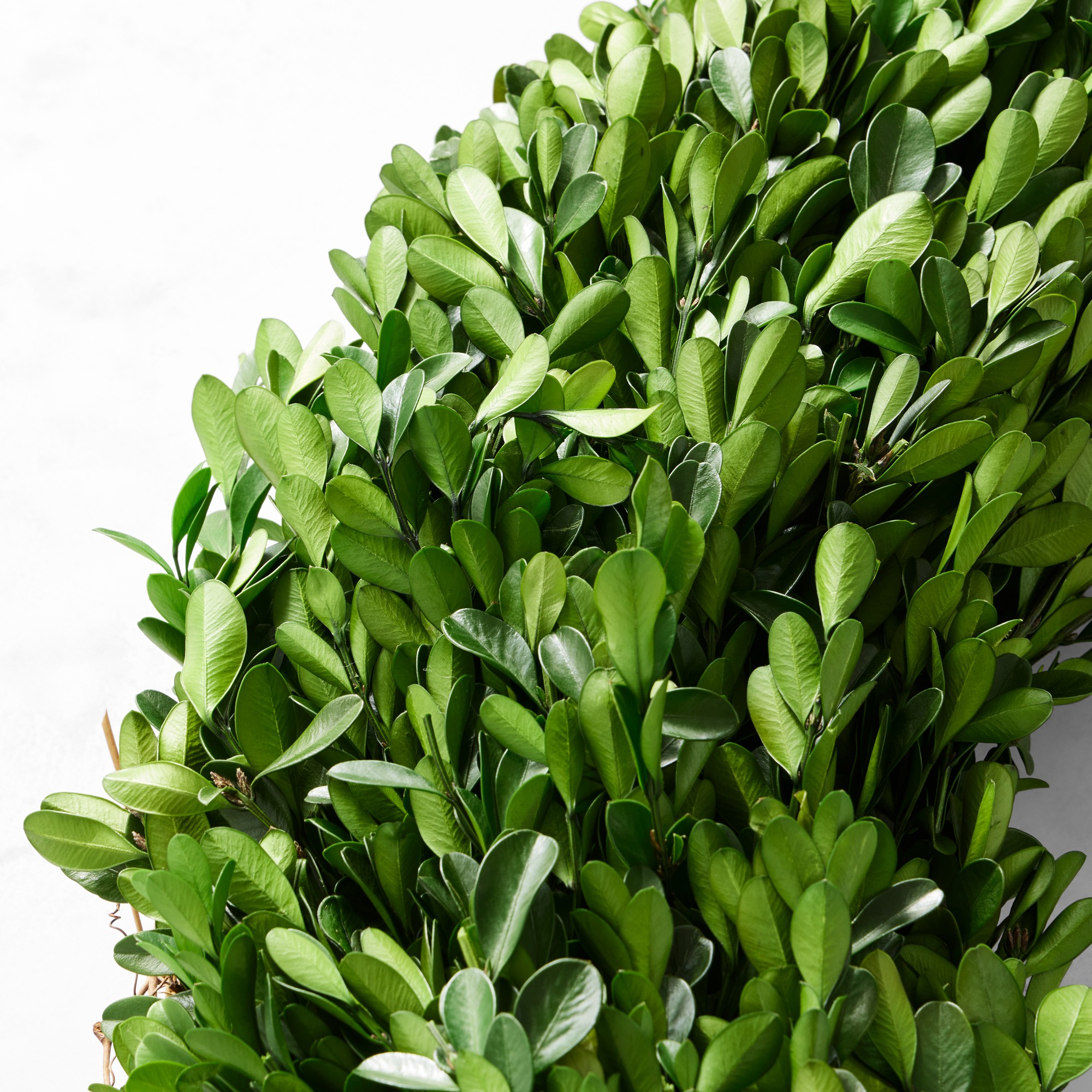 Preserved Boxwood Wreath