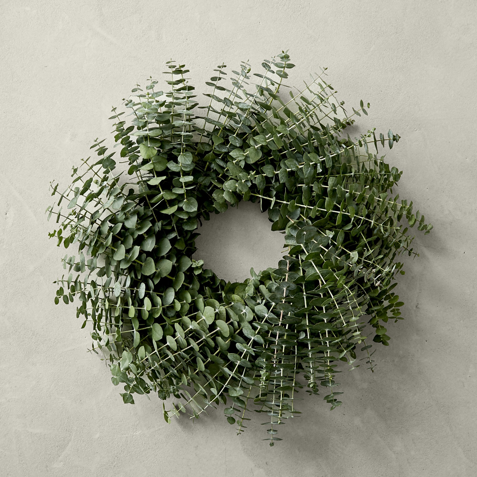Baby Eucalyptus Live Wreath