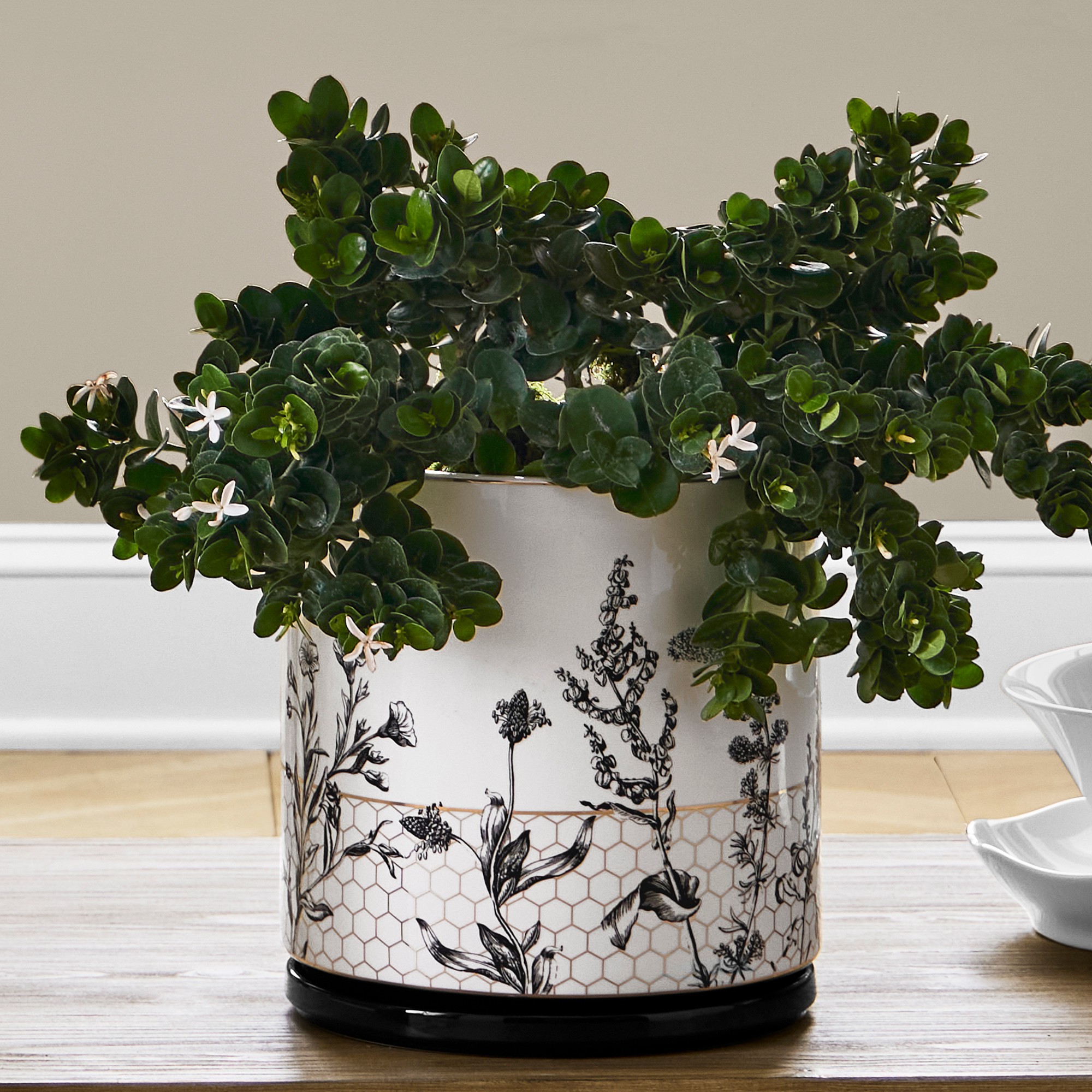 Honeycomb Ceramic Planter Collection