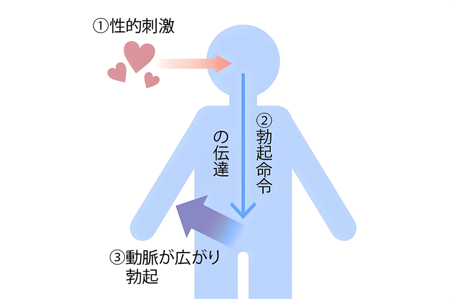 テストステロン増やす