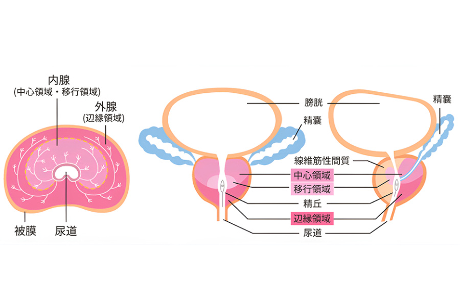 前立腺 マッサージ とは