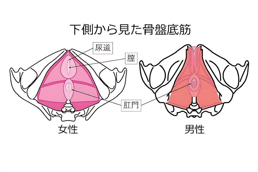 ケーゲル体操とは