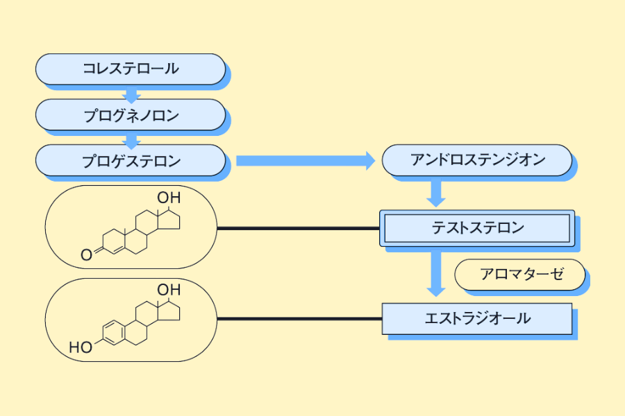 テストステロン と は