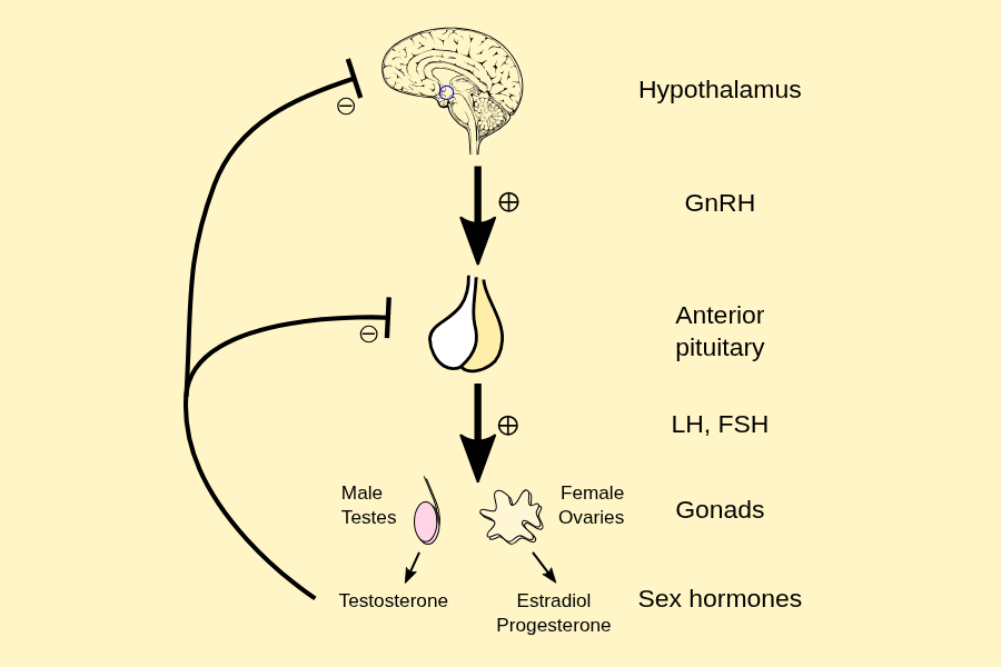 テストステロン 効果