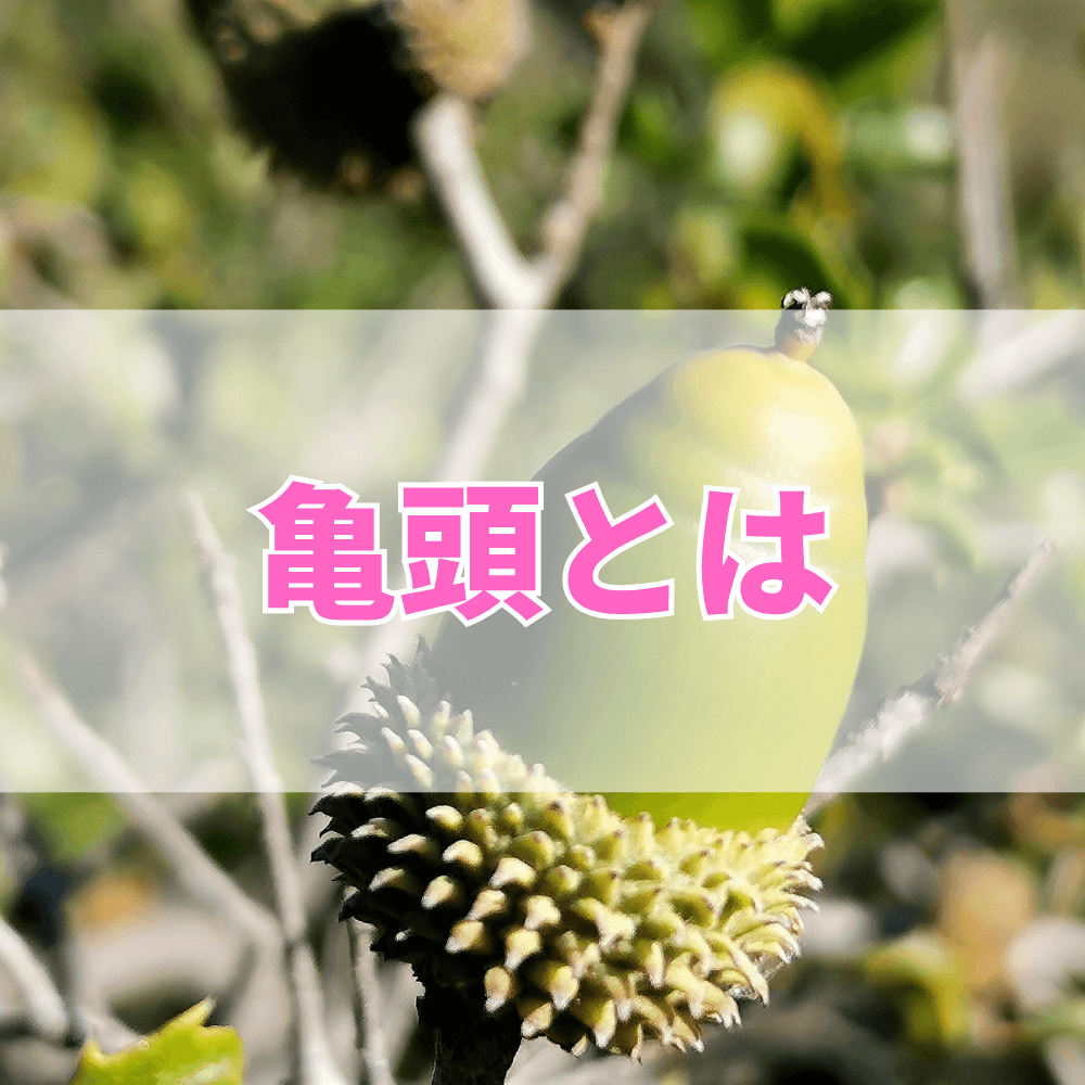 亀頭（きとう）とは