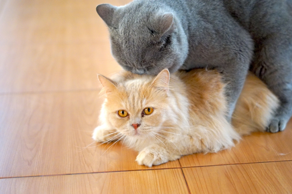 交尾（こうび）とは