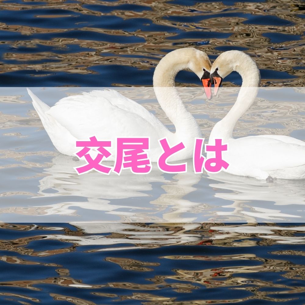 交尾（こうび）とは