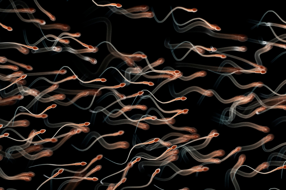 射精（しゃせい）とは