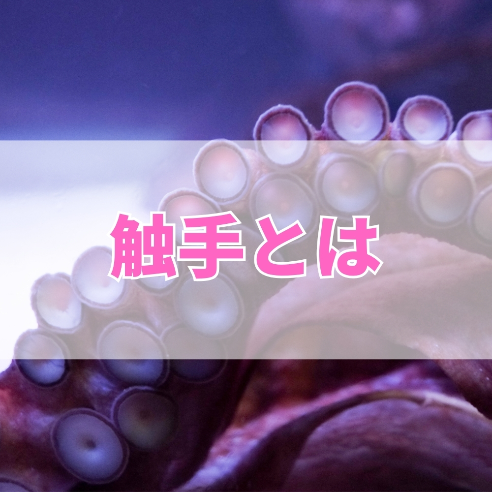 触手（しょくしゅ）とは