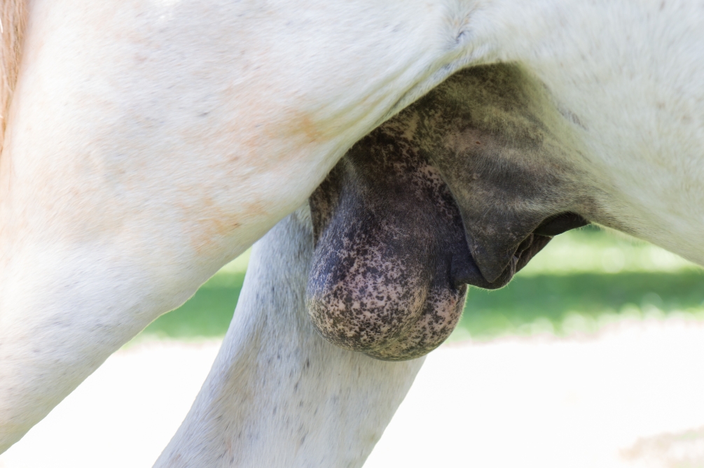 精巣（せいそう）とは