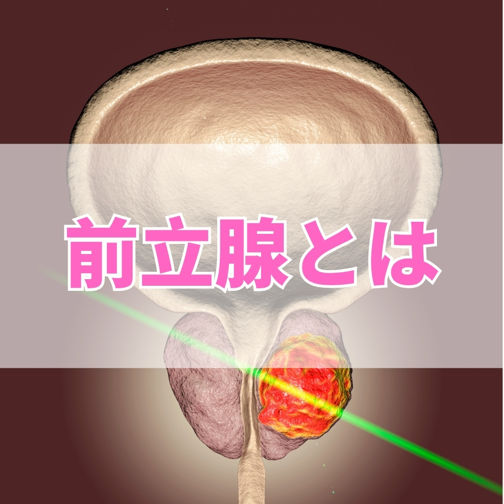 前立腺（ぜんりつせん）とは
