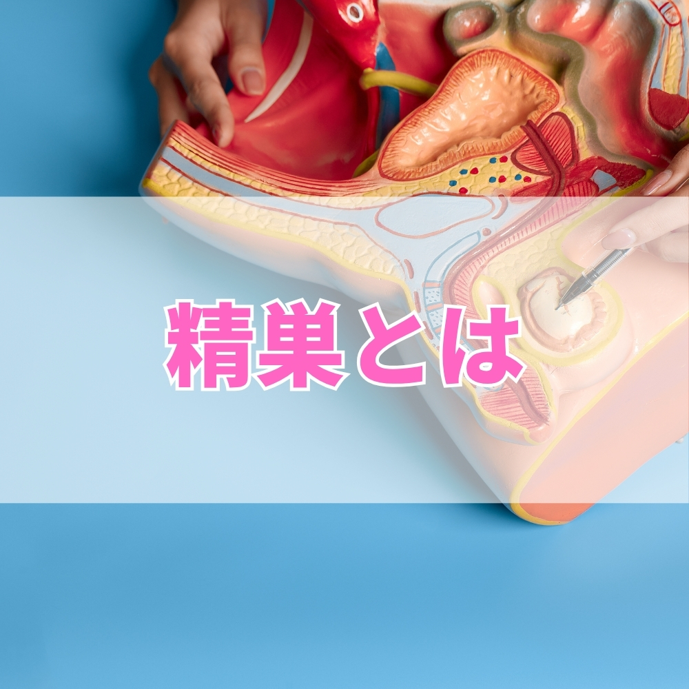 精巣（せいそう）とは